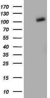 IHC-plus™ PDE2A Antibody (clone 5B10)