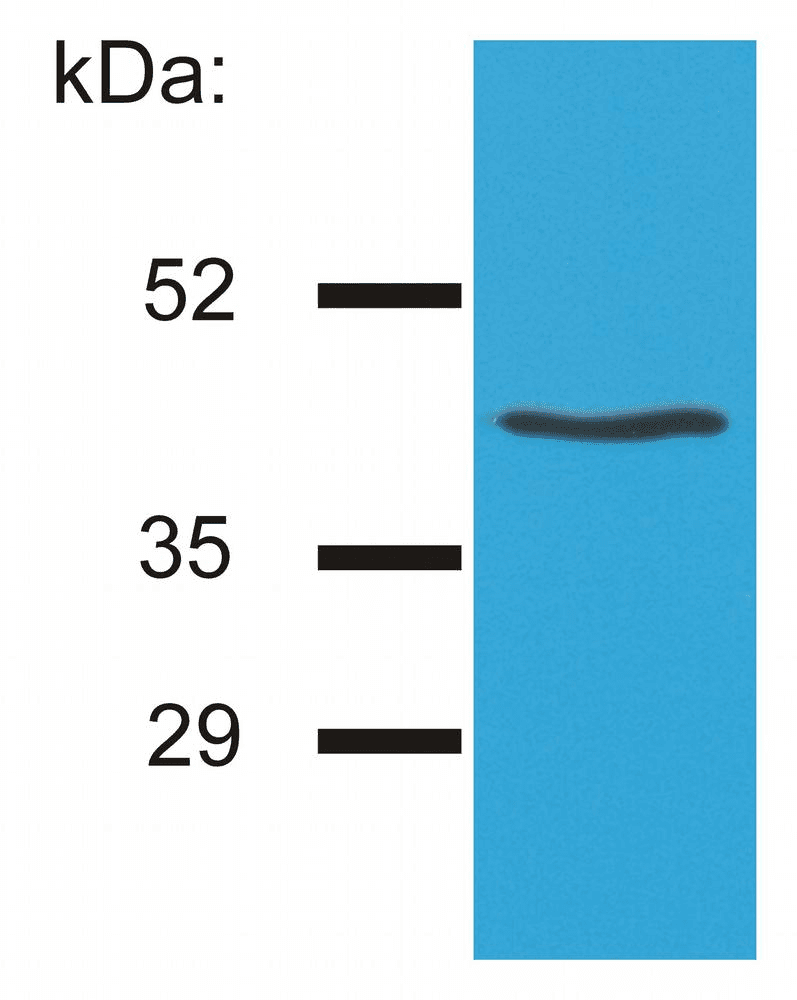 HLA-G Antibody (clone MEM-G/4)