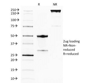 TNFRSF18 / GITR Antibody (clone DTA-1)