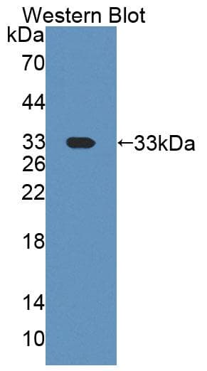 CNPase Antibody