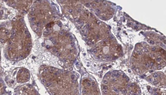 Sprouty 4 / SPRY4 Antibody