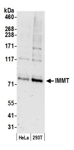 IMMT / Mitofilin Antibody (aa100-150)