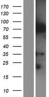 IQCE Protein (Over-Expression Lysate Myc-DDK (Flag))