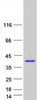 Human SULT1A4 / Sulfotransferase 1A4 Protein (Recombinant Myc-DDK (Flag))