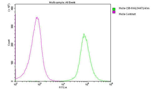 PODXL / Podocalyxin Antibody (clone 4D2G7)