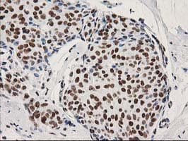 LENG1 Antibody (clone OTI10A7)