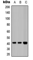 Polyclonal Rabbit anti-Human LPAR1 / LPA1 / EDG2 Antibody (N-Terminus, IF, WB)