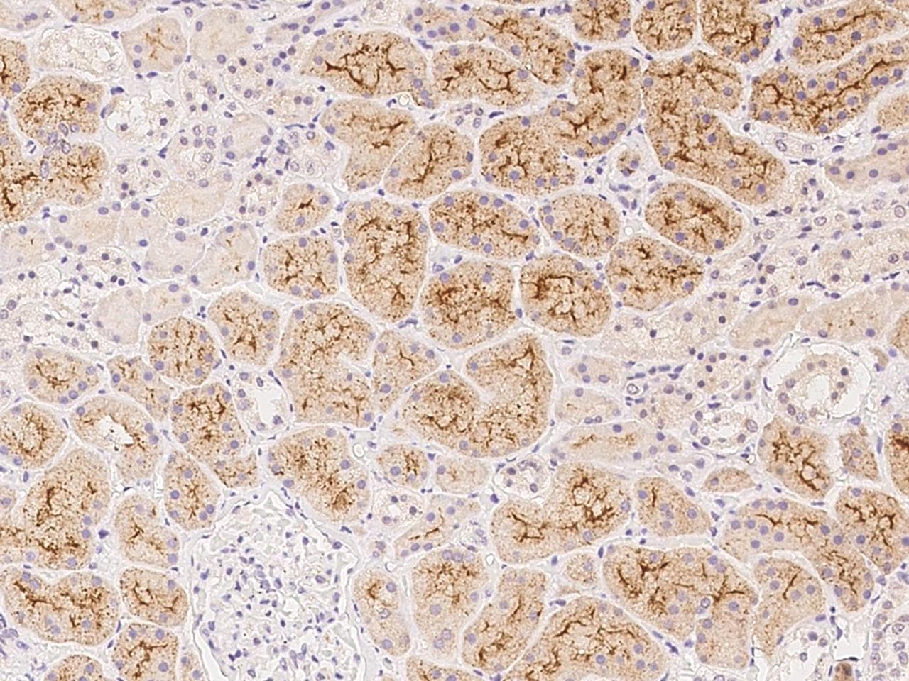 HGF / Hepatocyte Growth Factor Antibody (Preservative Free)