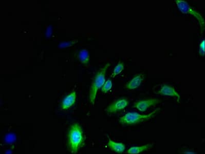 NKG7 / GMP-17 Antibody