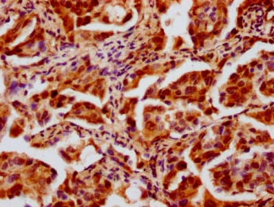Polyclonal Rabbit anti-Human HIST1H4I Antibody (IHC, IF)