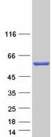 Human CAMK2A / CaMKII Alpha Protein (Recombinant Myc-DDK (Flag))