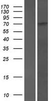 SCAI Protein (Over-Expression Lysate Myc-DDK (Flag))