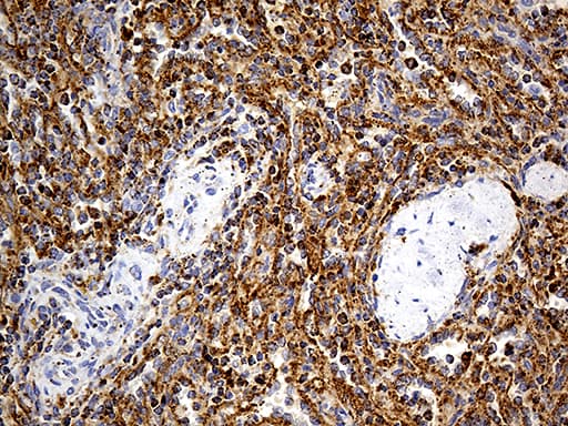 LAMP1 / CD107a Antibody (aa29-382, clone OTI8B1)