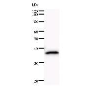 BARD1 Antibody (clone 2059C4a)