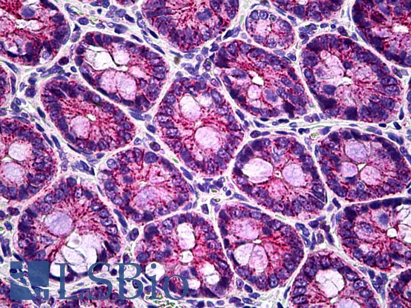 IHC-plus™ CLDN8 / Claudin 8 Antibody (C-Terminus)
