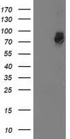 GSPT2 Antibody (clone OTI2G9, Carrier-free)