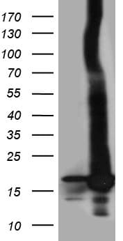 Monoclonal Mouse anti-Human POLR2H / RPB8 Antibody (clone OTI1C10, aa2-150, WB)
