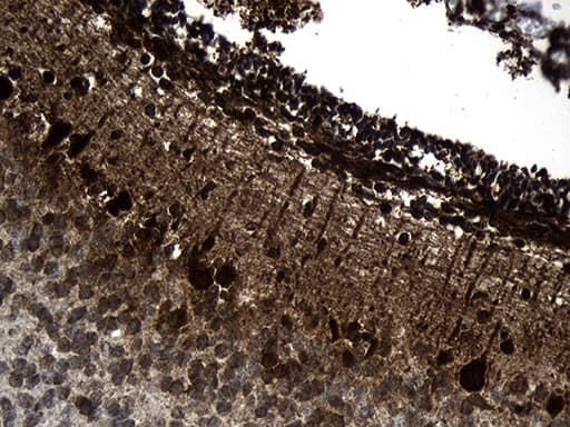CCT4 / SRB Antibody (clone OTI3C12)