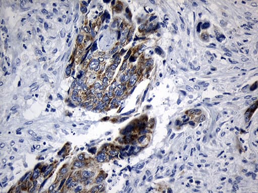 MRPL48 Antibody (clone OTI8E1, Carrier-free)