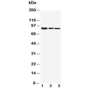 CTNNB1 / Beta Catenin Antibody (aa764-781)