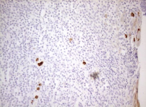 ZNF394 Antibody (aa1-296, clone OTI1A8)