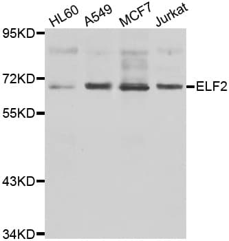 ELF2 / NERF Antibody