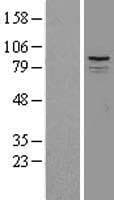 Paraplegin / SPG7 Protein (Over-Expression Lysate Myc-DDK (Flag))