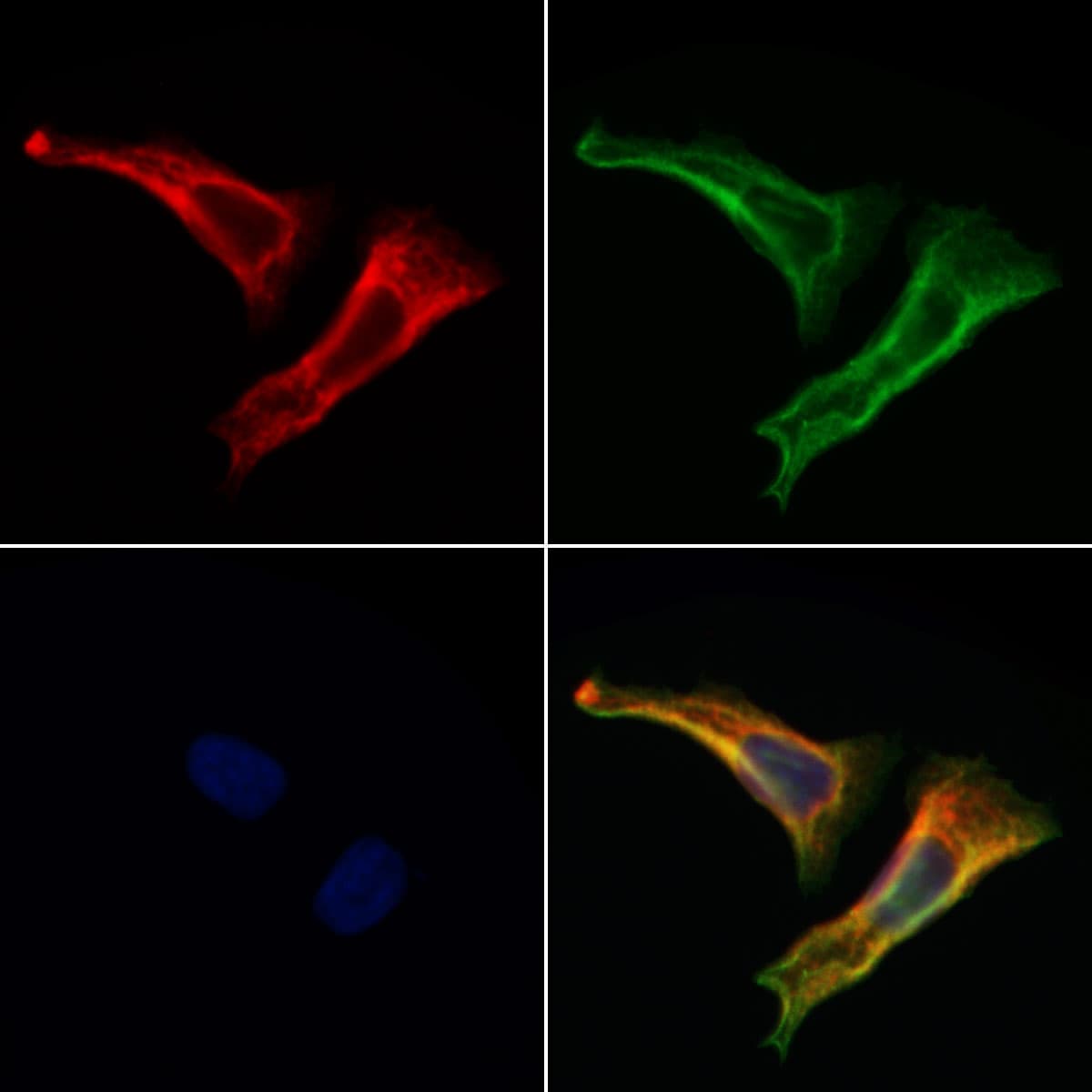 Polyclonal Rabbit anti-Human C19orf52 Antibody (IF, WB)