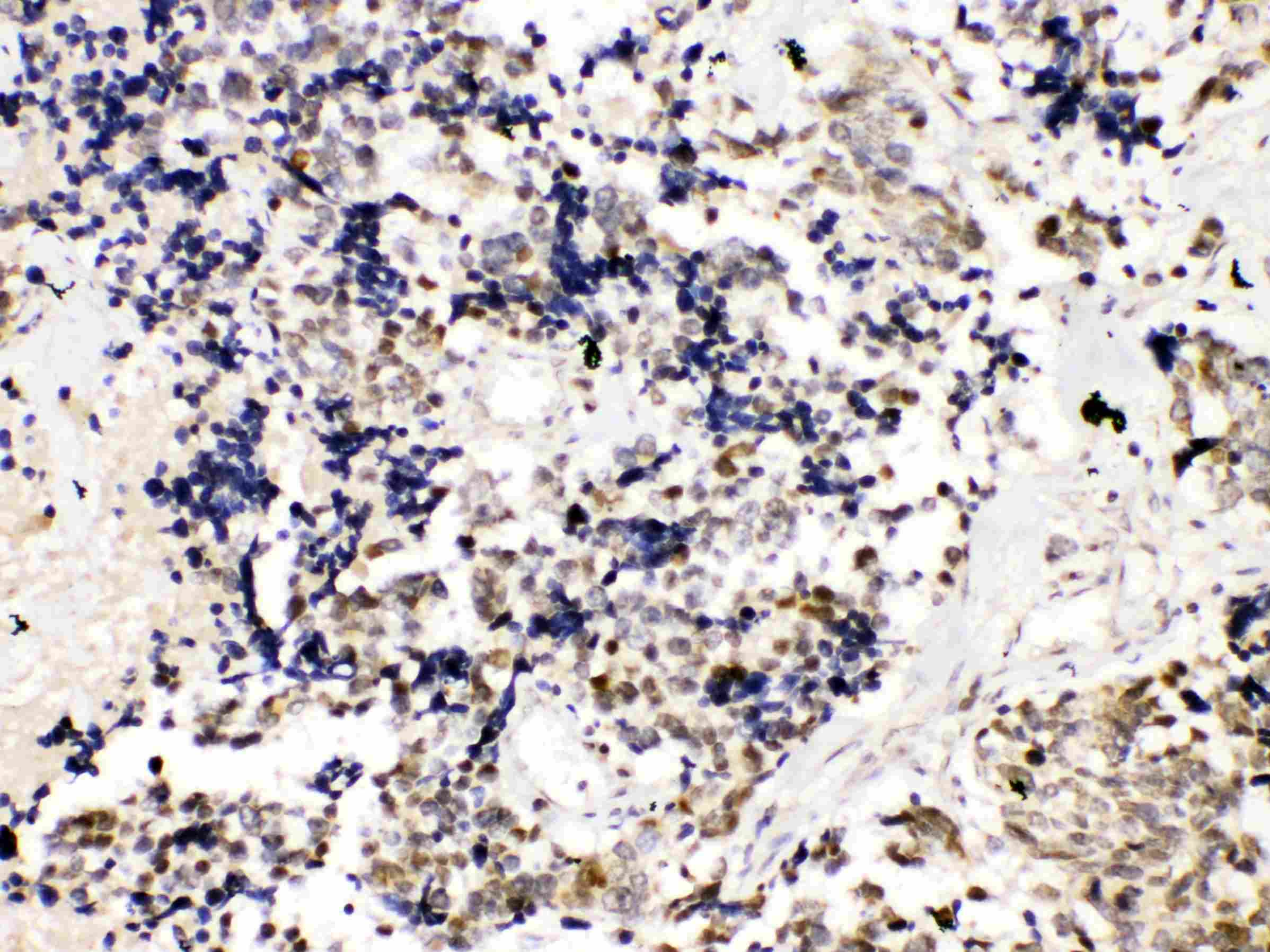 TERF2 / TRF2 Antibody (aa81-287)