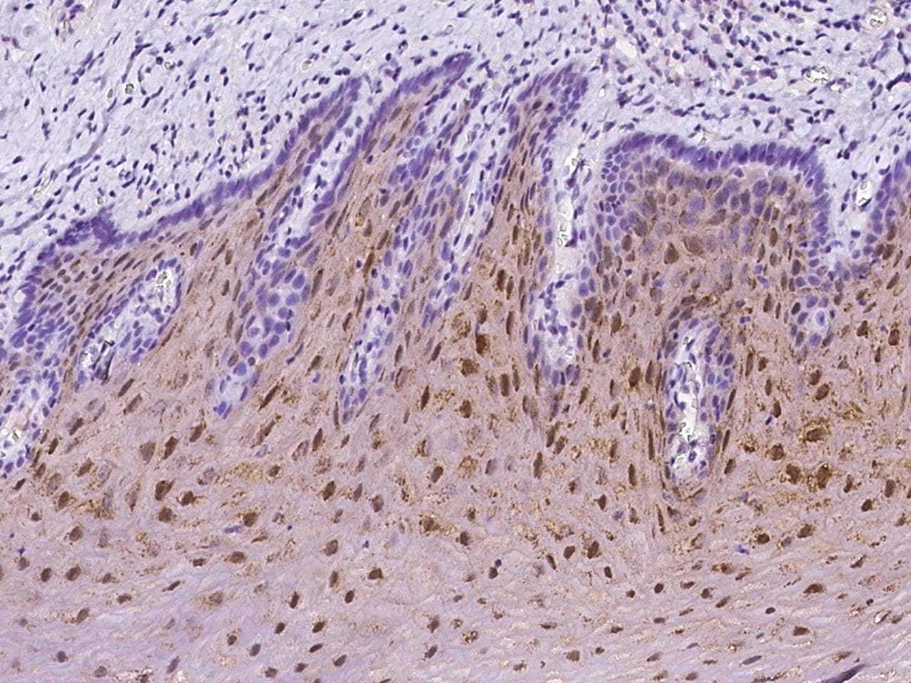 GBP6 Antibody