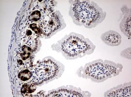 BrdU Antibody (clone 1C7)