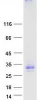 Human GPM6A / Glycoprotein M6A (Recombinant Myc-DDK (Flag))
