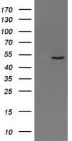 Monoclonal Mouse anti-Human PNMA3 Antibody (clone OTI2E6, IHC, WB)