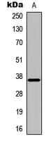 DOK5 Antibody (Internal)