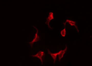 MGST1 Antibody