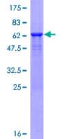 Human PITPNB Protein (Recombinant GST)