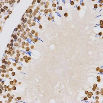 Histone H4 Antibody (Di-Methyl-Lys20)