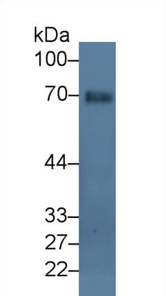 GLMN Antibody (aa294-549, PE)