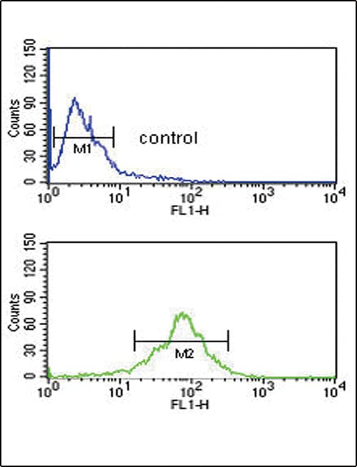 Polyclonal Rabbit anti-Human ACOT8 Antibody (aa290-319, IHC, WB)
