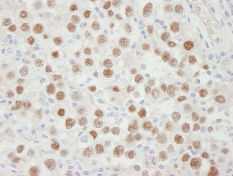 MCM5 Antibody (aa1-50)