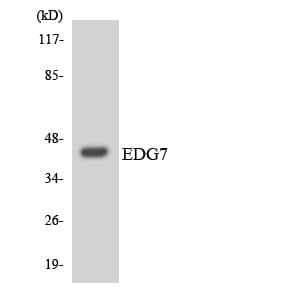 LPAR3 / LPA3 / EDG7 Antibody (aa275-324)