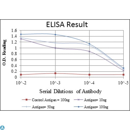 BLNK Antibody