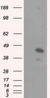MCL1 / MCL 1 Antibody (clone OTI9D7)