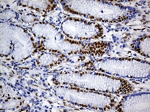 Monoclonal Mouse anti-Human FUBP3 Antibody (clone OTI7B6, aa2-572, IHC)