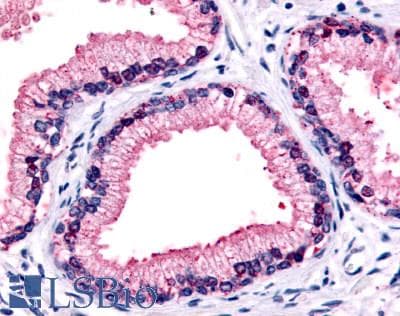 IHC-plus™ GPR87 Antibody (C-Terminus)