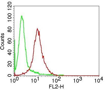 CHUK / IKKA / IKK Alpha Antibody