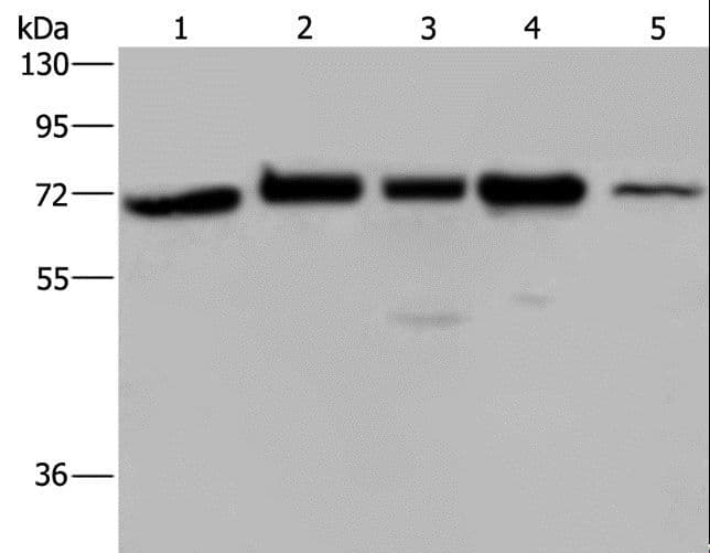 Polyclonal Rabbit anti-Human AGFG1 Antibody (IHC, WB)