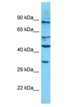 OR10AD1 Antibody (aa227-276)