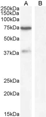 WIZ Antibody (aa1453-1467)
