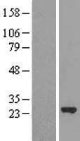 MRRF Protein (Over-Expression Lysate Myc-DDK (Flag))